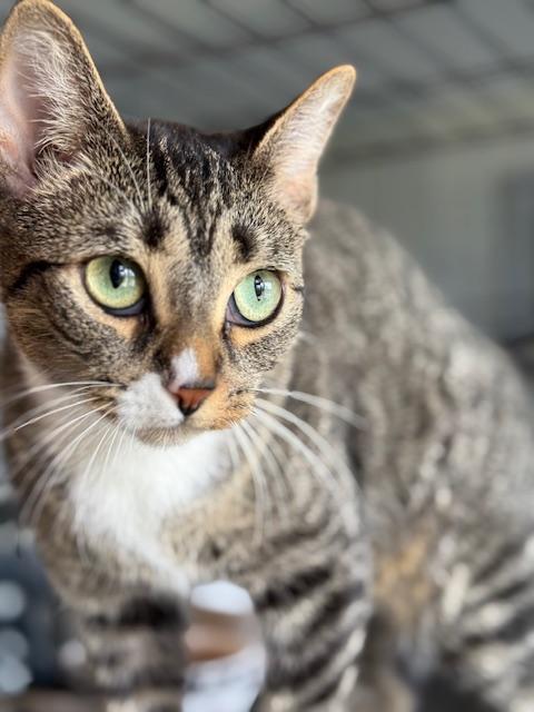 Mittens, a Adoptable Domestic Short Hair in Winter Haven, FL image 2/6