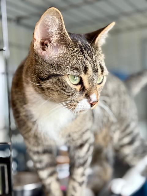 Mittens, a Adoptable Domestic Short Hair in Winter Haven, FL image 3/6