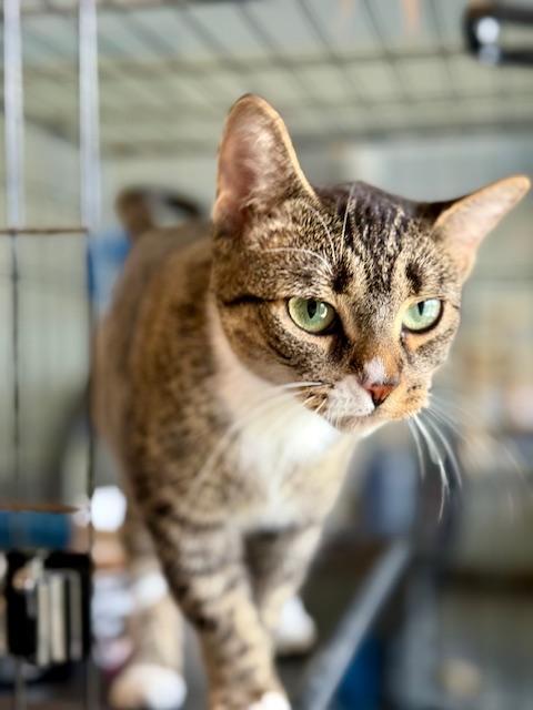 Mittens, a Adoptable Domestic Short Hair in Winter Haven, FL image 4/6