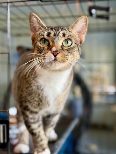 Mittens, a Adoptable Domestic Short Hair in Winter Haven, FL image 1/6