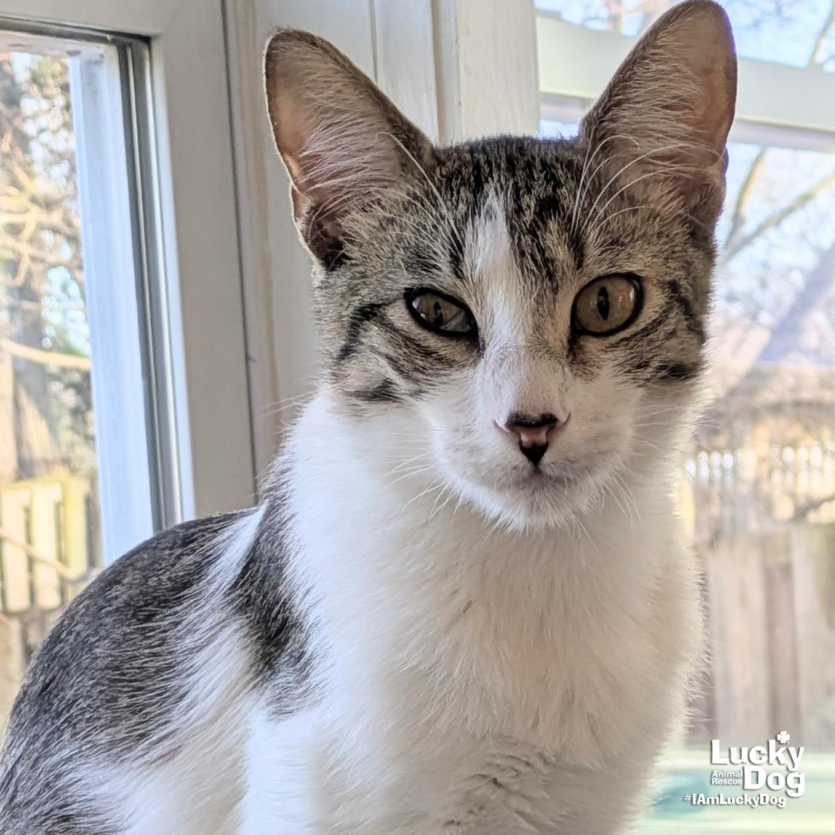 Bittie Brownie, Adoptable, Kitten Male Domestic Short Hair & Tabby.