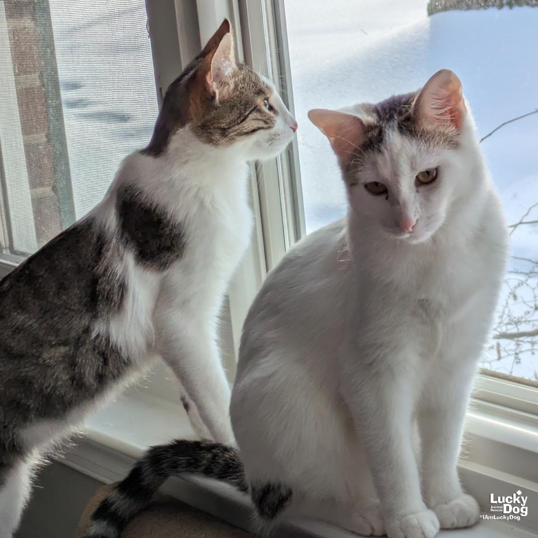 Enlarge Bittie Brownie, a Adoptable mixed breed in Washington, DC image 2/3