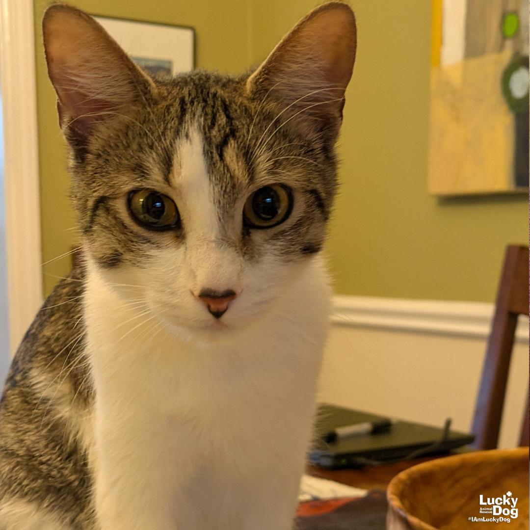 Enlarge Bittie Brownie, a Adopted mixed breed in Washington, DC image 2/3