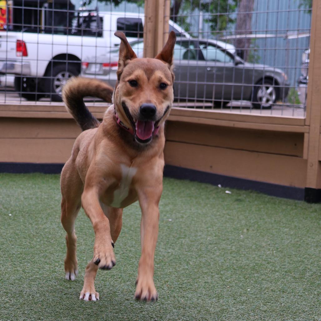 Enlarge Yuna, a Adoptable Mixed Breed in Houston, TX image 1/6