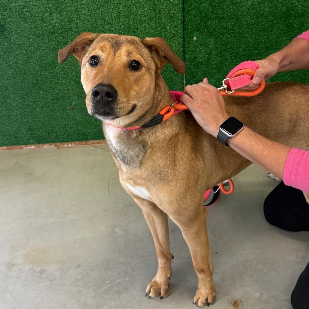 Enlarge Yuna, a Adoptable Mixed Breed in Houston, TX image 1/2