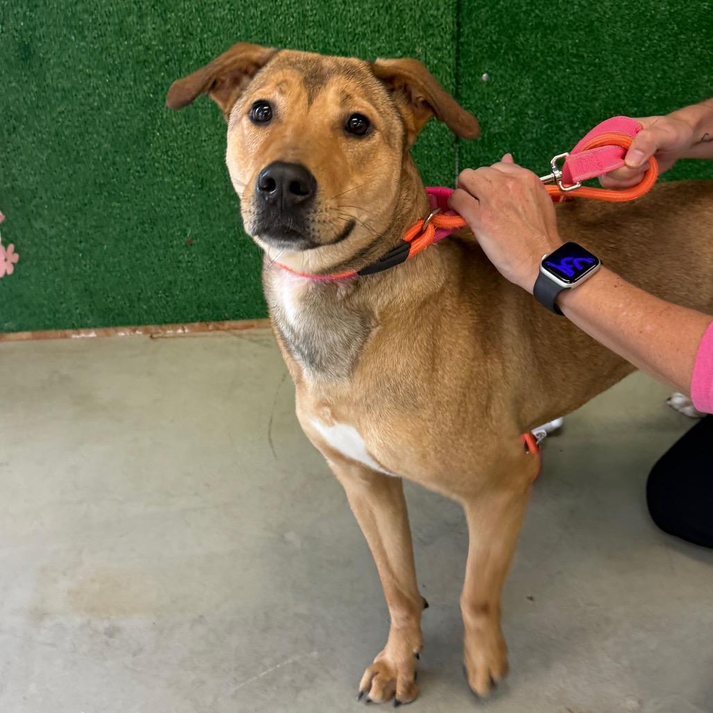 Enlarge Yuna, a Adoptable Mixed Breed in Houston, TX image 2/2