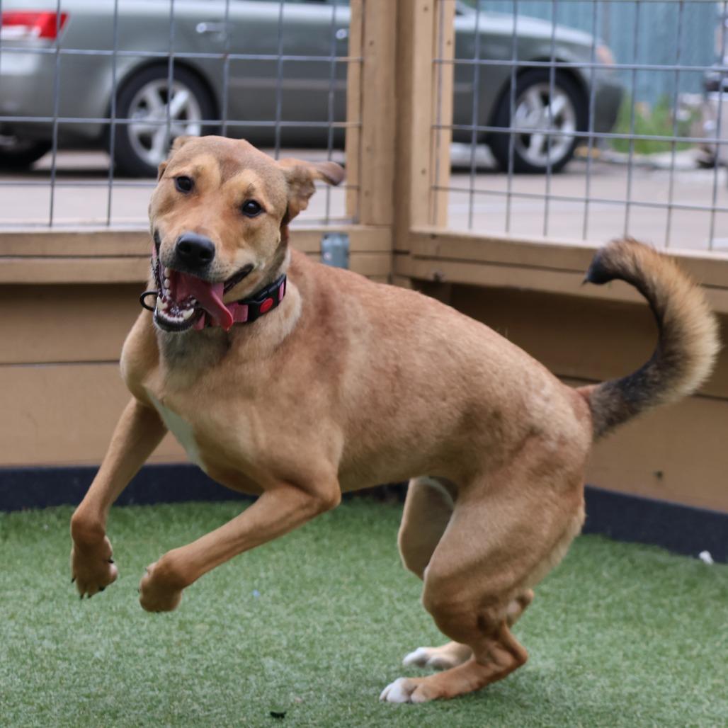 Enlarge Yuna, a Adoptable Mixed Breed in Houston, TX image 3/6