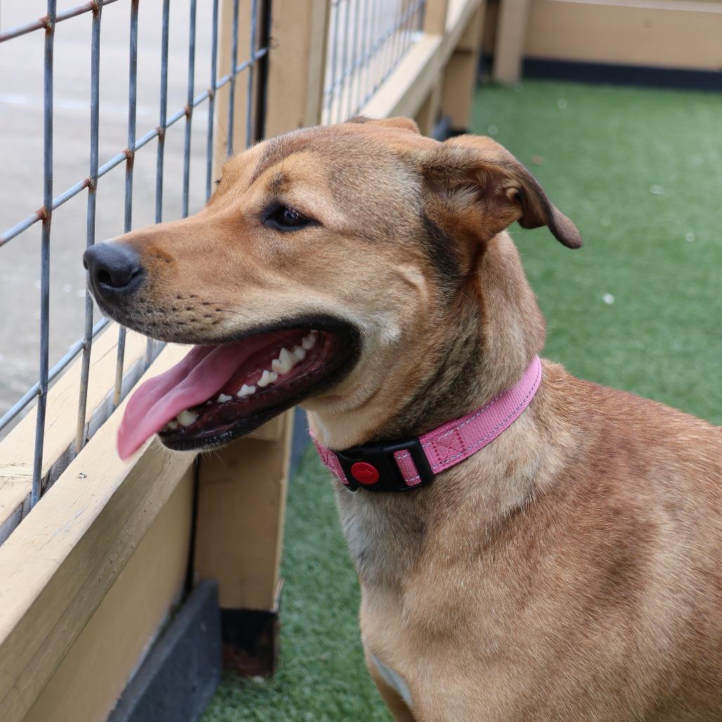 Enlarge Yuna, a Adoptable Mixed Breed in Houston, TX image 4/6