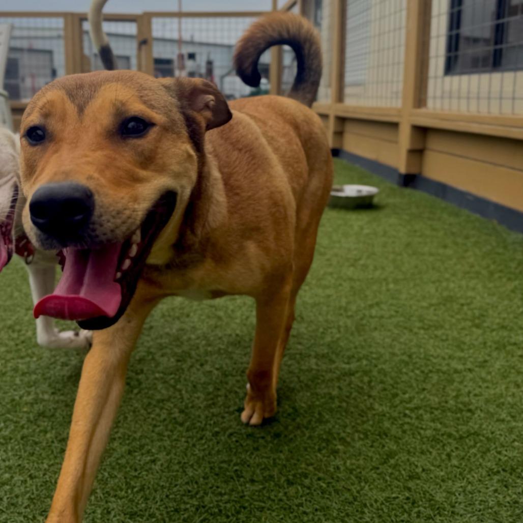 Enlarge Yuna, a Adoptable Mixed Breed in Houston, TX image 5/6