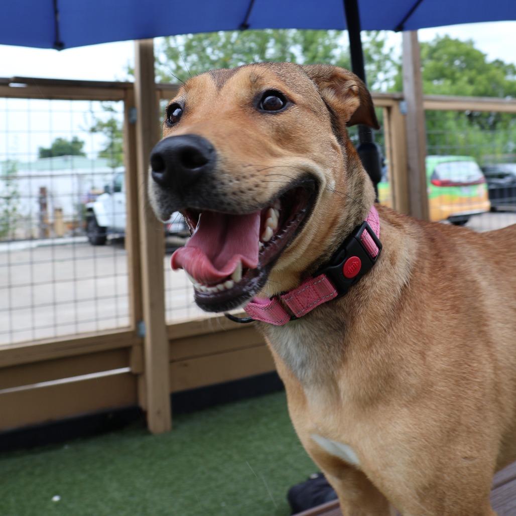 Enlarge Yuna, a Adoptable Mixed Breed in Houston, TX image 6/6