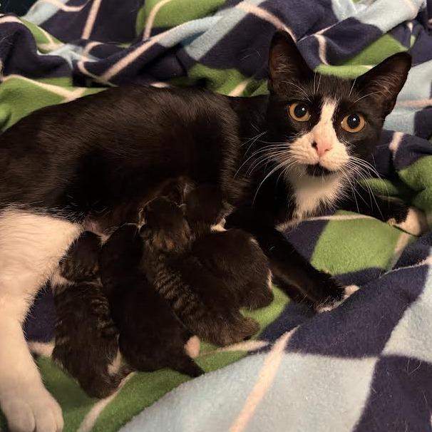 Allie Cat C66467, a Adoptable Domestic Short Hair in Minnetonka, MN image 1/6