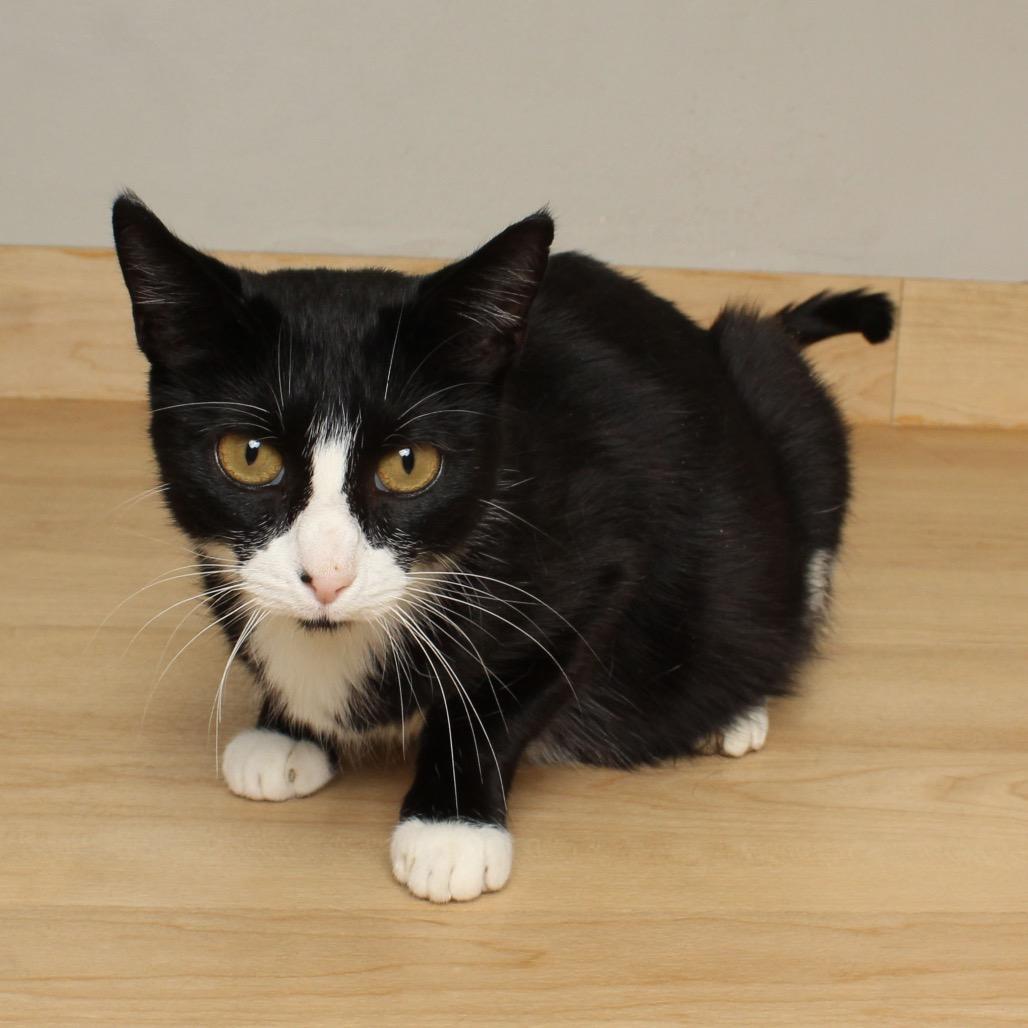 Allie Cat C66467, a Adoptable Domestic Short Hair in Minnetonka, MN image 2/6