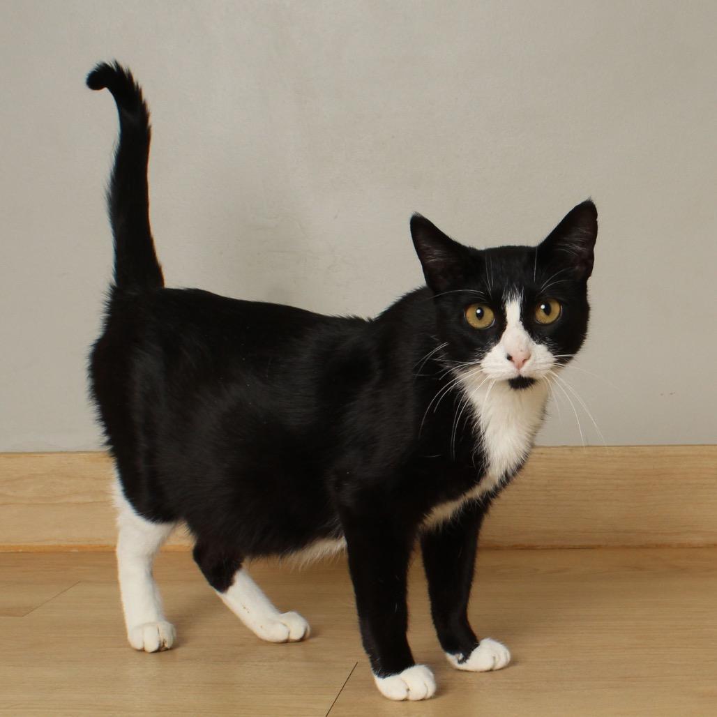 Allie Cat C66467, a Adoptable Domestic Short Hair in Minnetonka, MN image 3/6