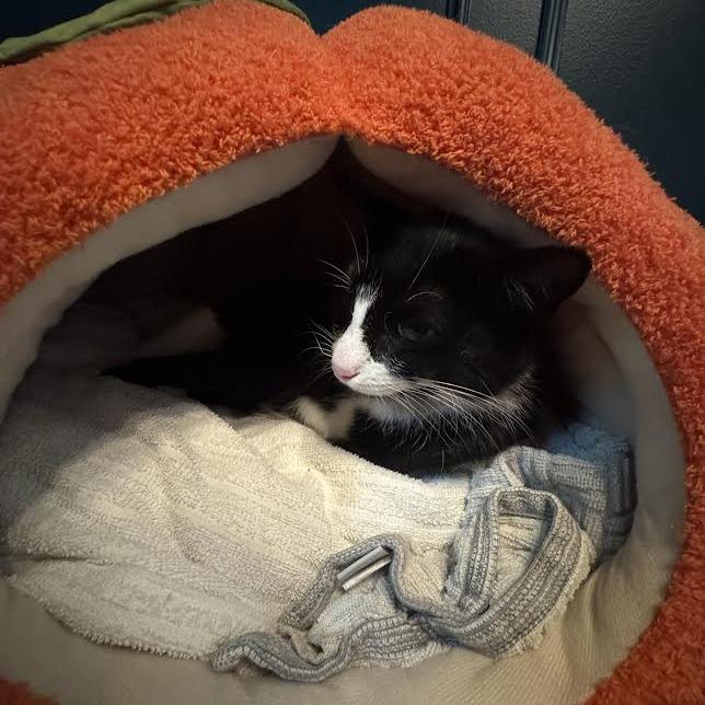 Allie Cat C66467, a Adoptable Domestic Short Hair in Minnetonka, MN image 4/6