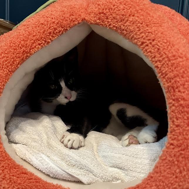 Allie Cat C66467, a Adoptable Domestic Short Hair in Minnetonka, MN image 5/6