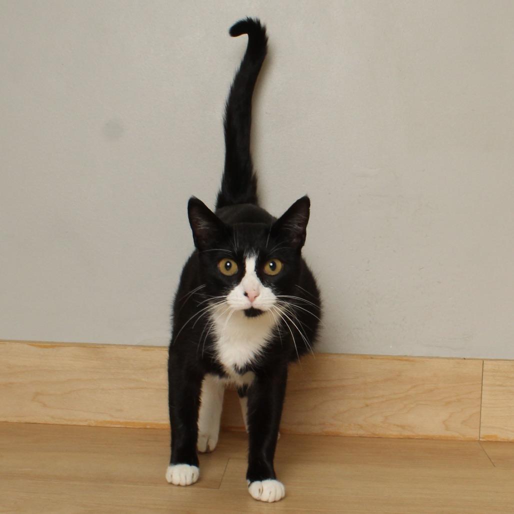 Allie Cat C66467, a Adoptable Domestic Short Hair in Minnetonka, MN image 6/6