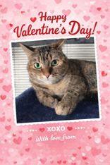 Enlarge Hazel, an adopted mixed breed in Boerne, TX image 2/3