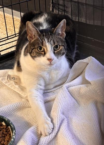 Molly **SPONSORED**, Adoptable, Adult Female Domestic Short Hair & Domestic Short Hair.