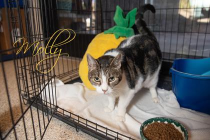 Enlarge Molly **SPONSORED**, a Adoptable Domestic Short Hair in Scottsdale, AZ image 2/2