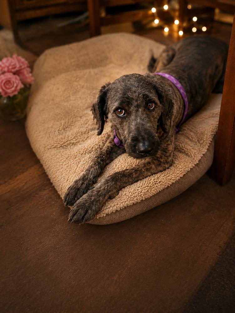 Felicia, a Adoptable Goldendoodle in Mauston, WI image 2/2