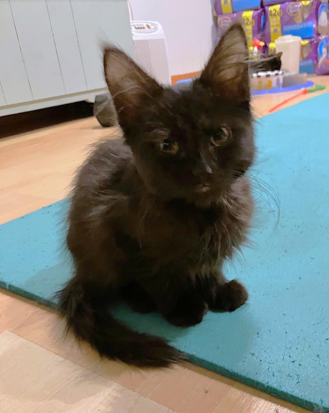 Prundence, a Adoptable mixed breed in Oakbrook Terrace, IL image 1/6