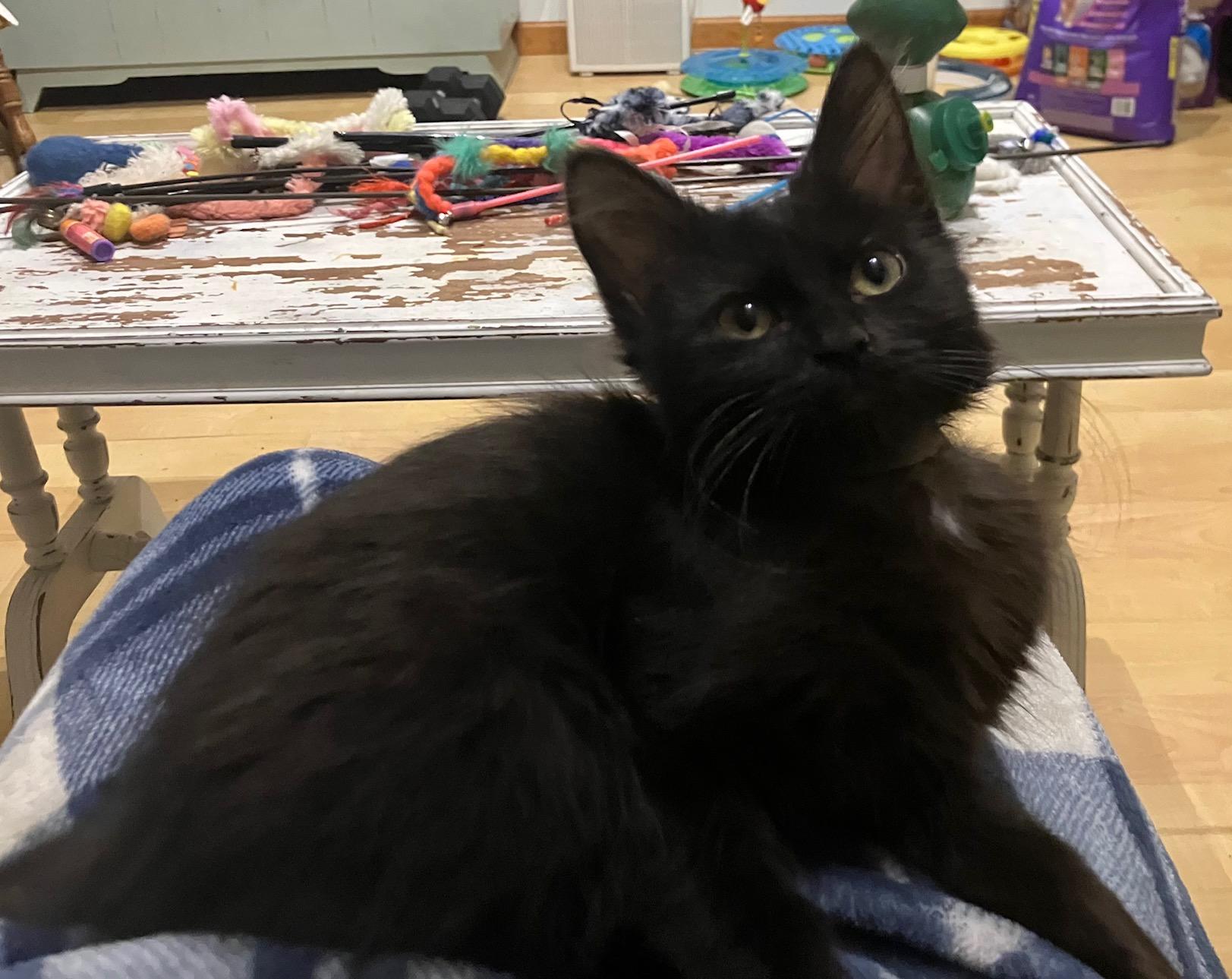 Prundence, a Adoptable mixed breed in Oakbrook Terrace, IL image 3/6