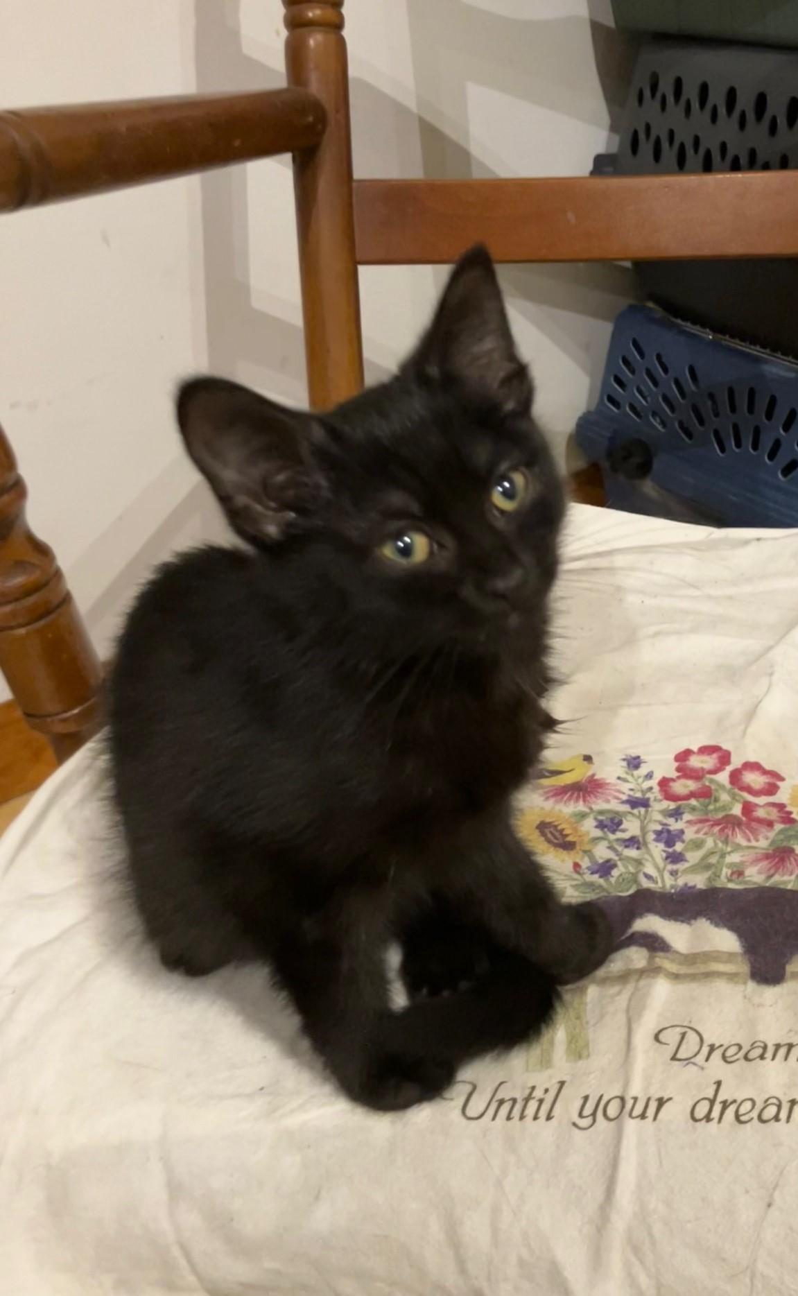 Prundence, a Adoptable mixed breed in Oakbrook Terrace, IL image 2/6