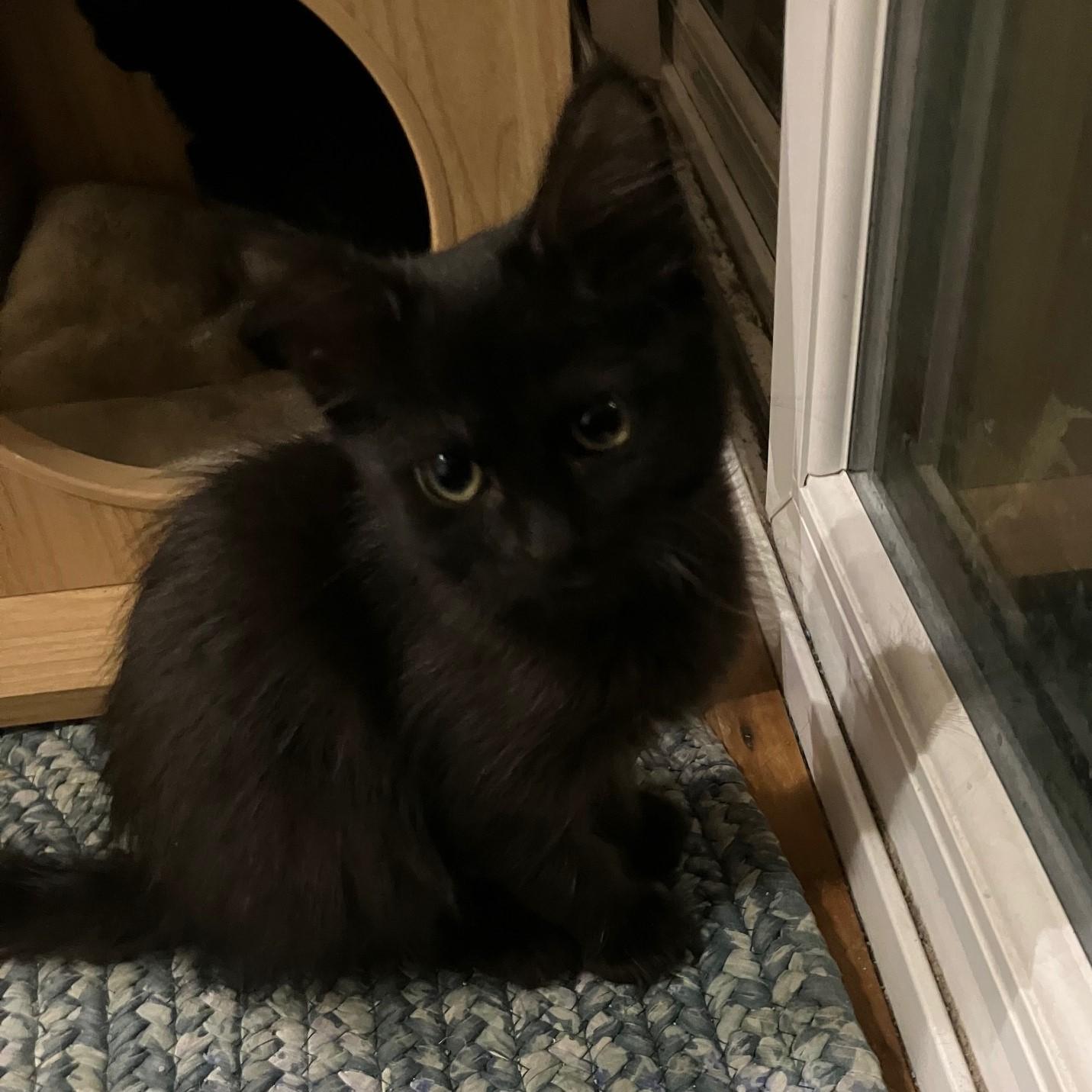 Prundence, a Adoptable mixed breed in Oakbrook Terrace, IL image 5/6