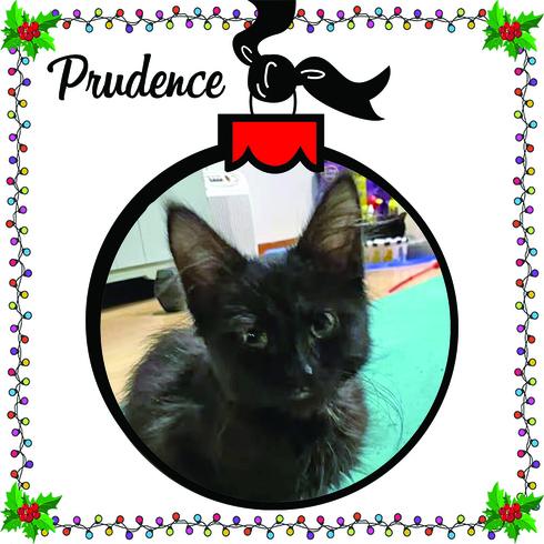 Prundence, Adoptable, Kitten Female Domestic Long Hair & Domestic Medium Hair.
