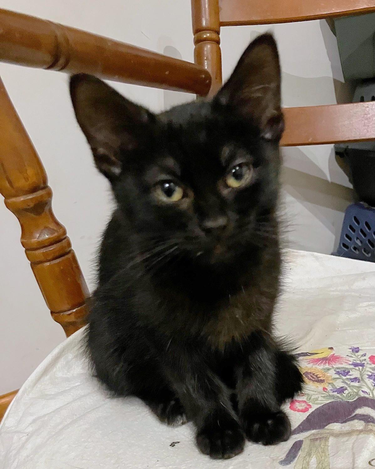 Prundence, a Adoptable mixed breed in Oakbrook Terrace, IL image 4/6