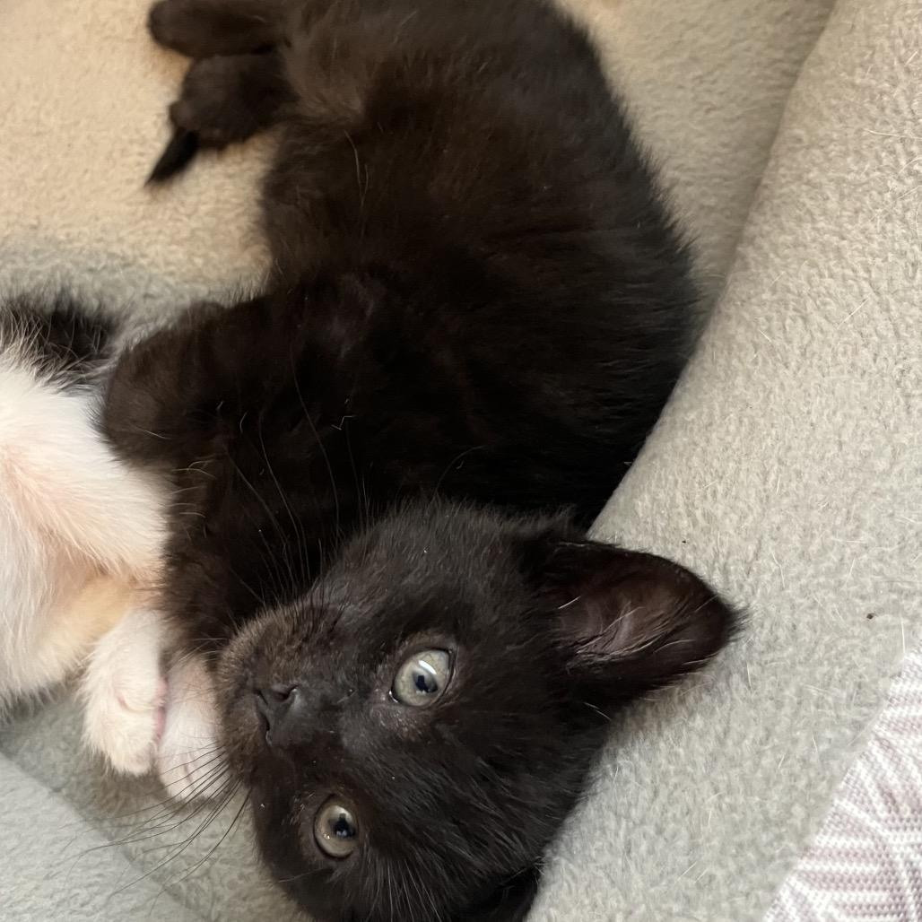 Enlarge Valentino, a Adoptable Domestic Short Hair in Layton, UT image 1/4