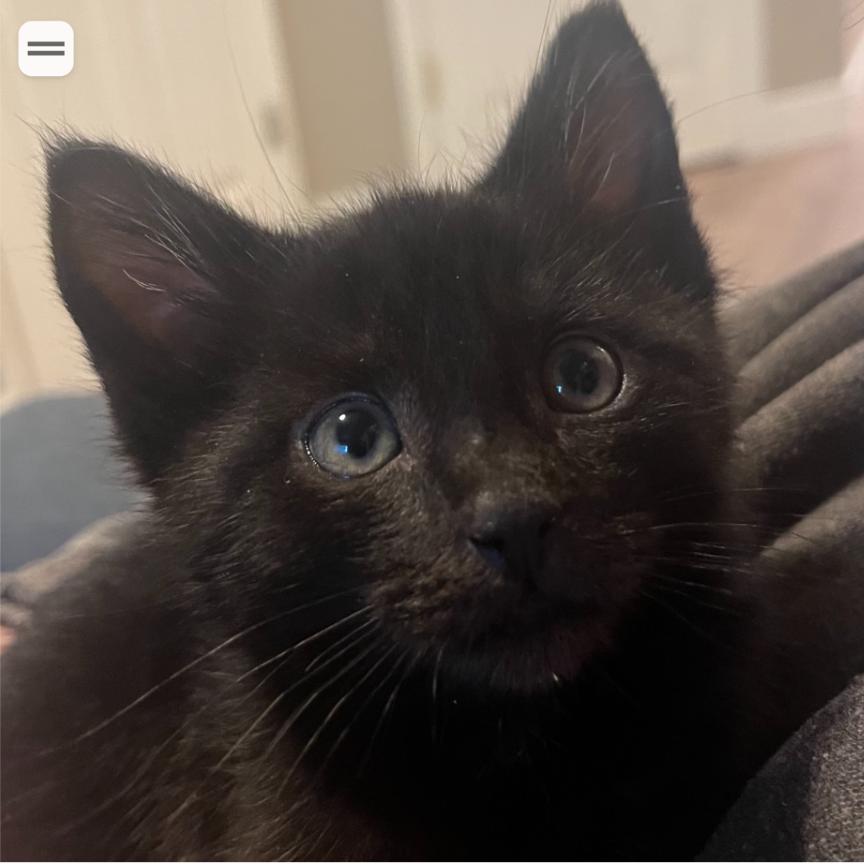 Enlarge Valentino, a Adoptable Domestic Short Hair in Layton, UT image 2/4