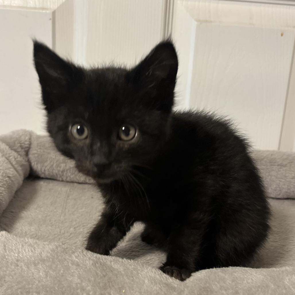 Enlarge Valentino, a Adoptable Domestic Short Hair in Layton, UT image 3/4