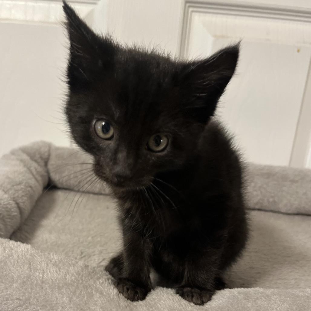 Enlarge Valentino, a Adoptable Domestic Short Hair in Layton, UT image 4/4