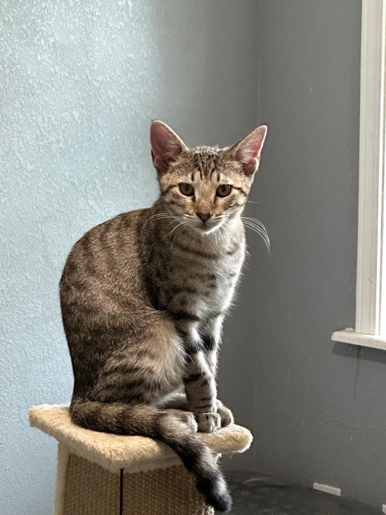 Sam, Adoptable, Kitten Male Domestic Short Hair.