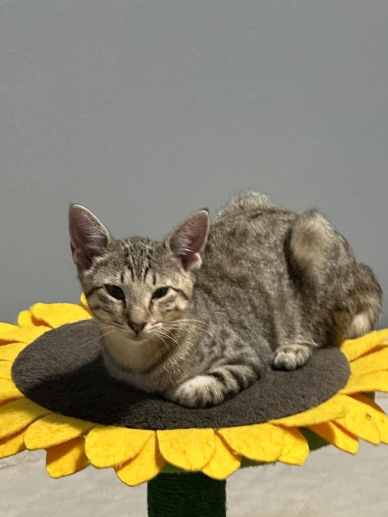 Enlarge Sam, a Adoptable mixed breed in Miami, OK image 3/4