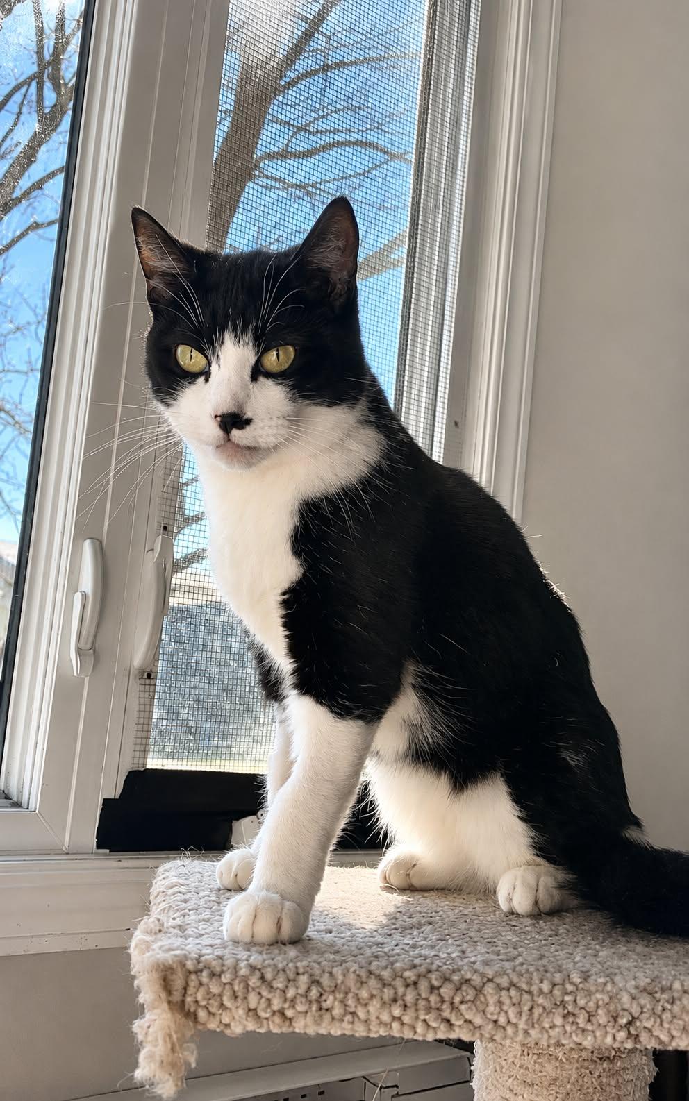 Mia, adoptable, Senior Female Domestic Short Hair.
