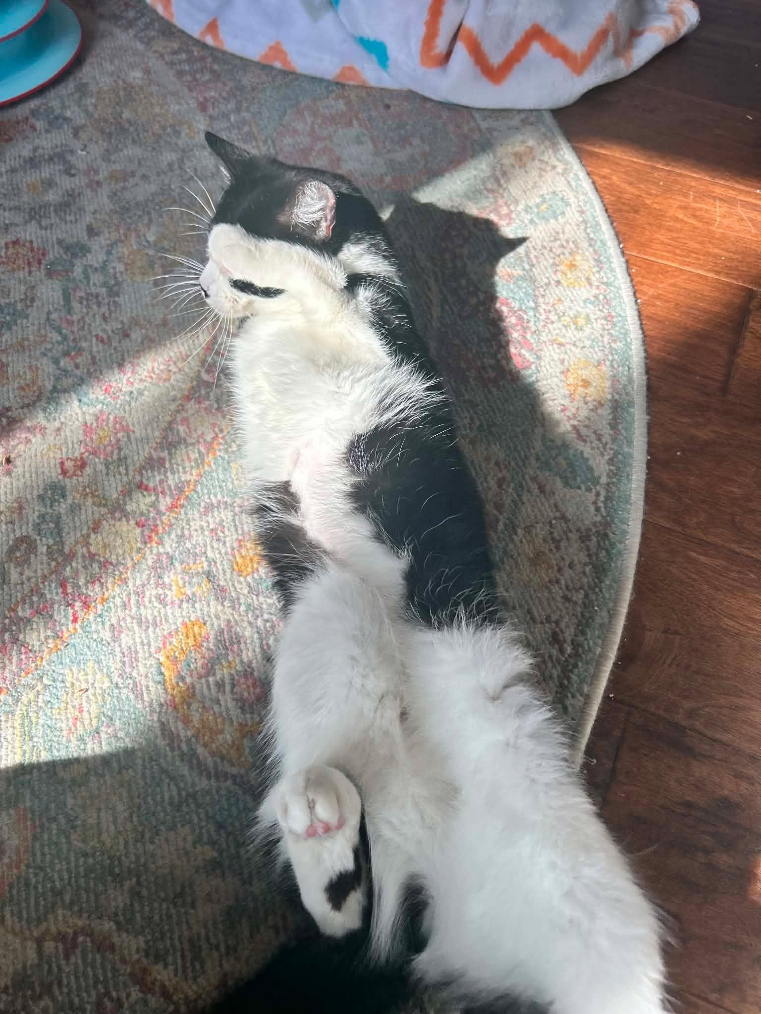 Enlarge Mia, an adoptable Domestic Short Hair in Shakespeare, ON image 3/6