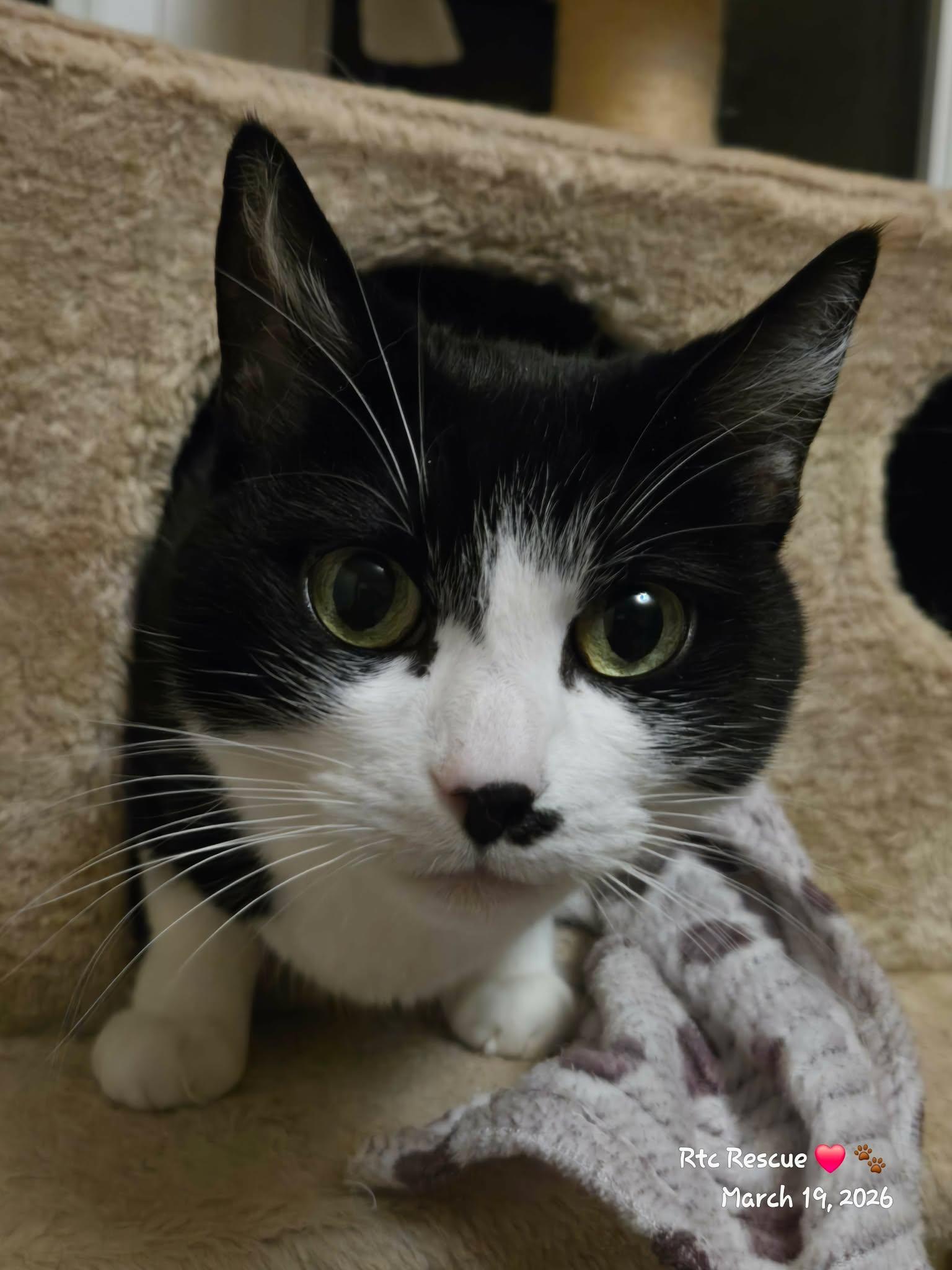 Enlarge Mia, an adoptable Domestic Short Hair in Shakespeare, ON image 2/6