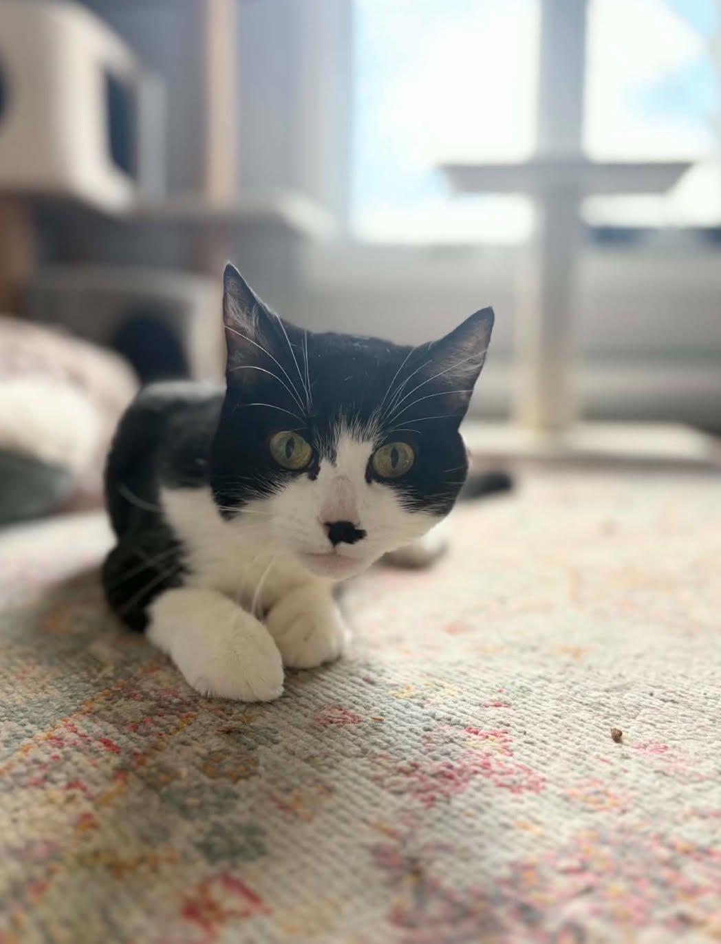 Enlarge Mia, an adoptable Domestic Short Hair in Shakespeare, ON image 5/6
