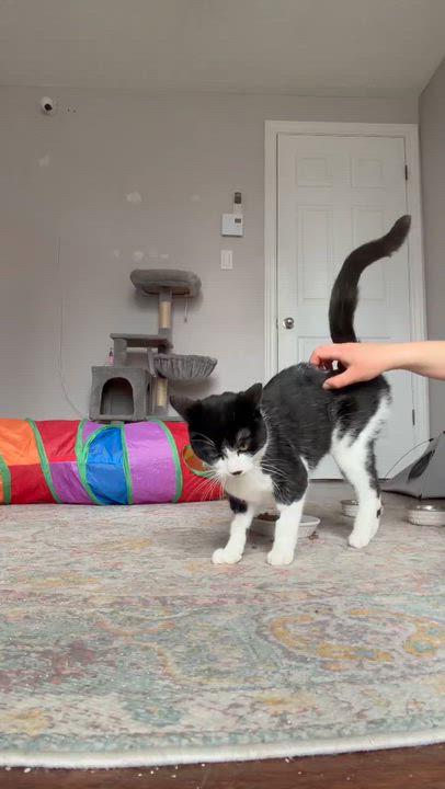 Enlarge Mia, an adoptable Domestic Short Hair in Shakespeare, ON video 6/6
