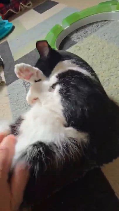Enlarge Mia, an adoptable Domestic Short Hair in Shakespeare, ON video 4/6