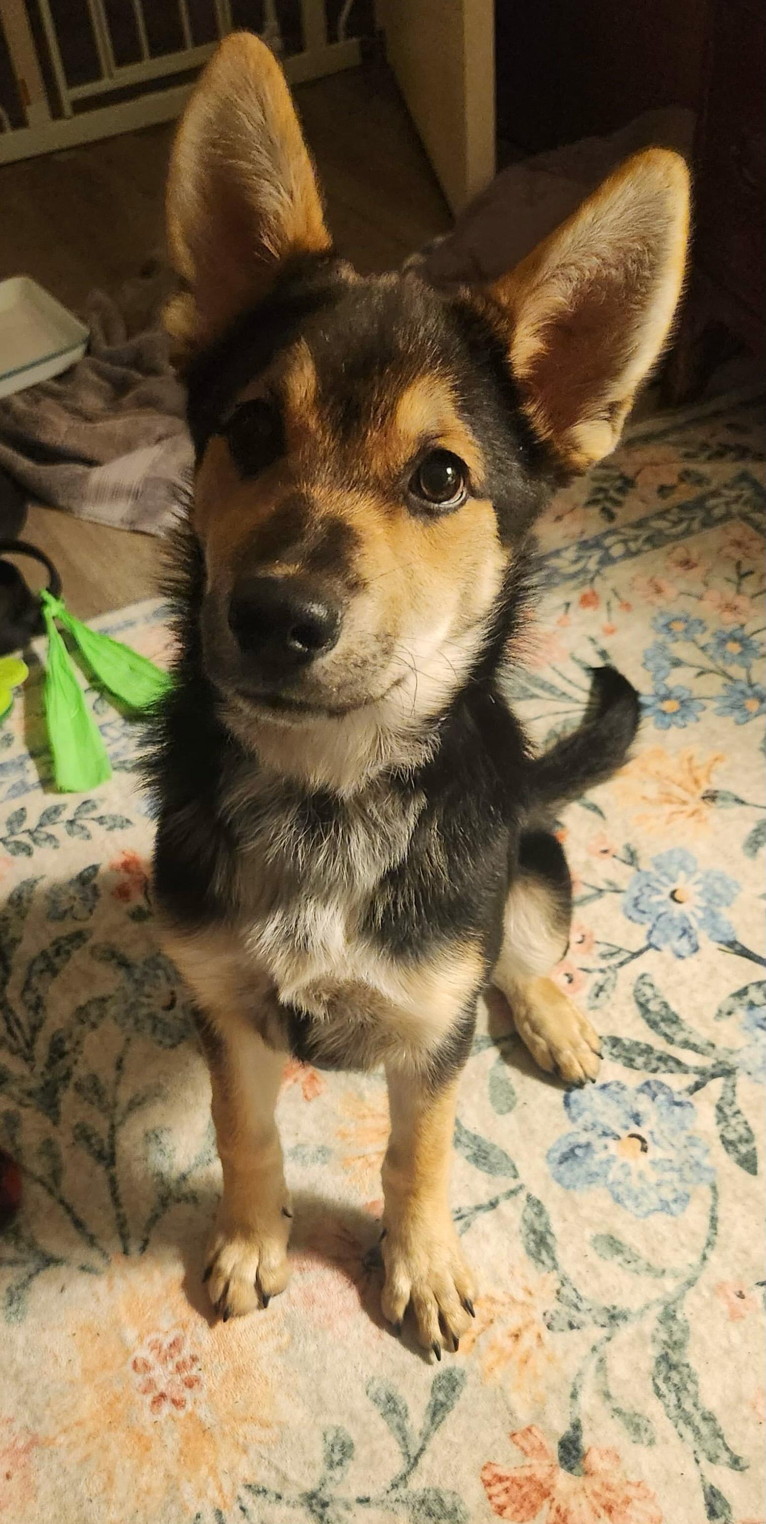 Enlarge Megan, a Adoptable mixed breed in Weston, MA image 1/5