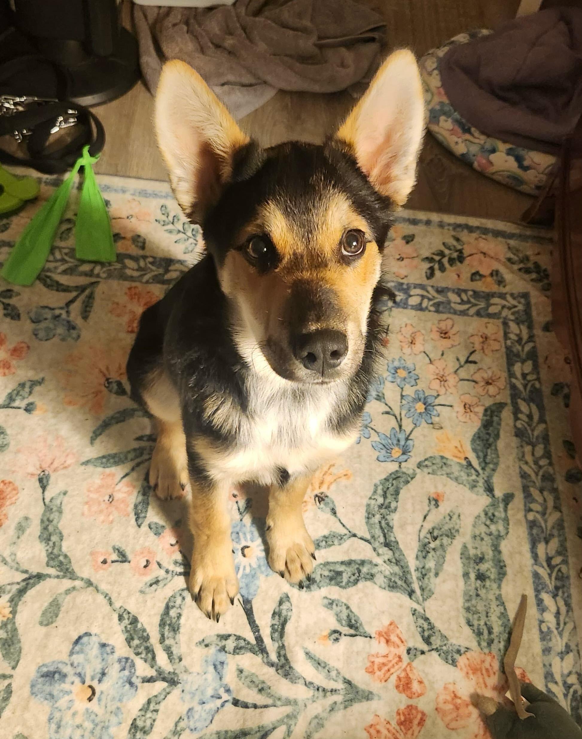 Enlarge Megan, a Adoptable mixed breed in Weston, MA image 2/5