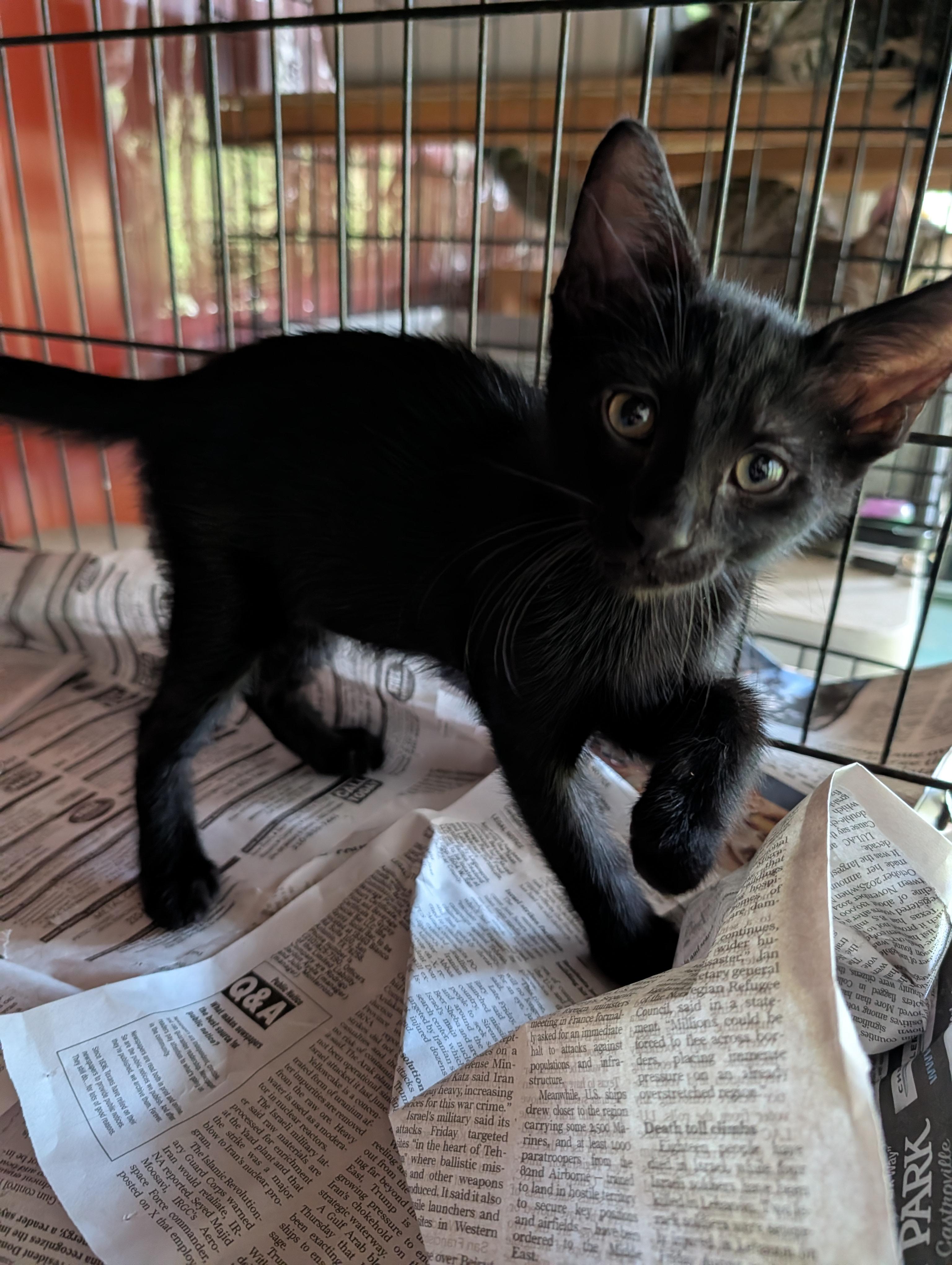 Enlarge Hypnos, a Adoptable Domestic Short Hair in Fischer, TX image 1/4