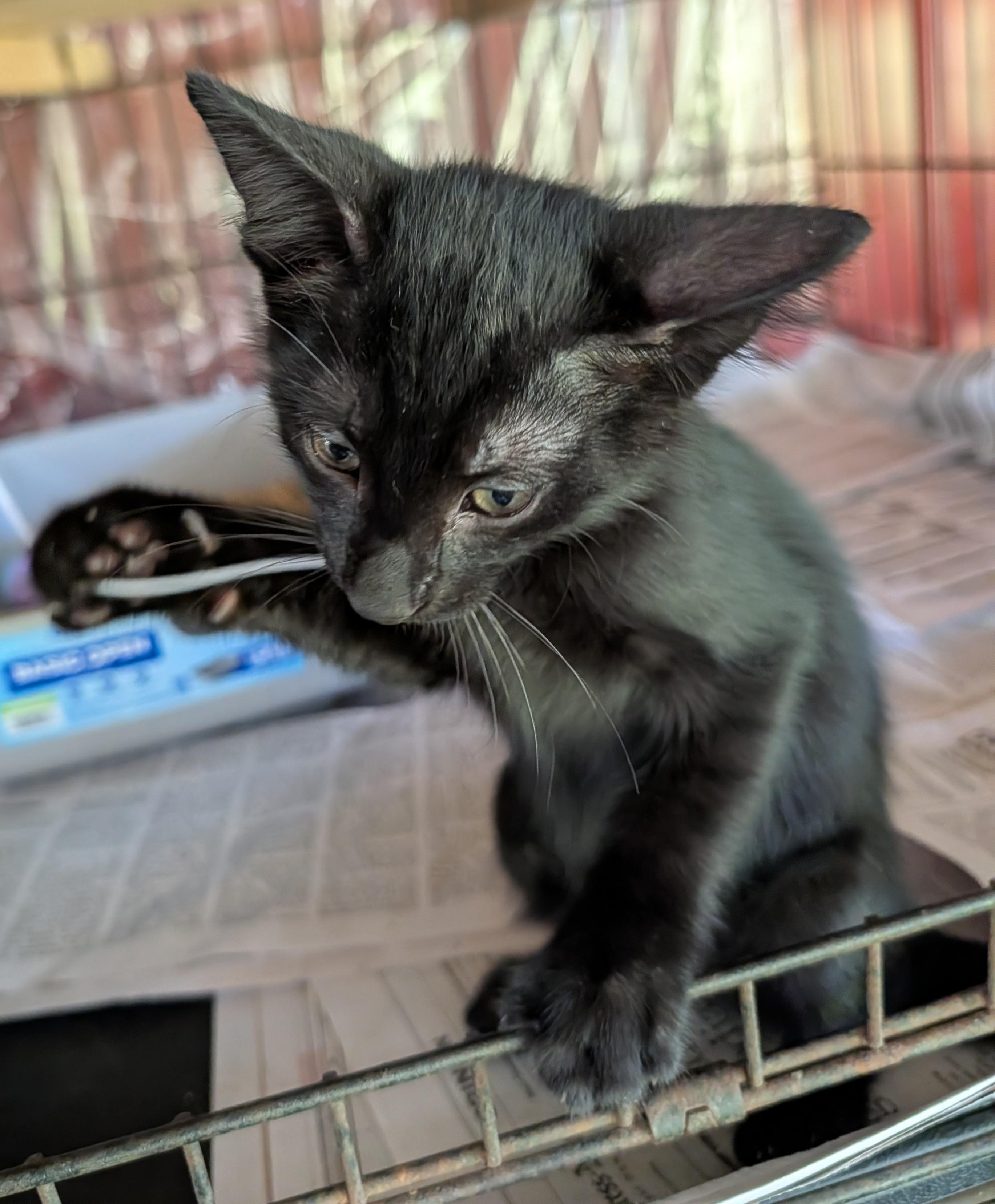 Enlarge Hypnos, a Adoptable Domestic Short Hair in Fischer, TX image 4/4