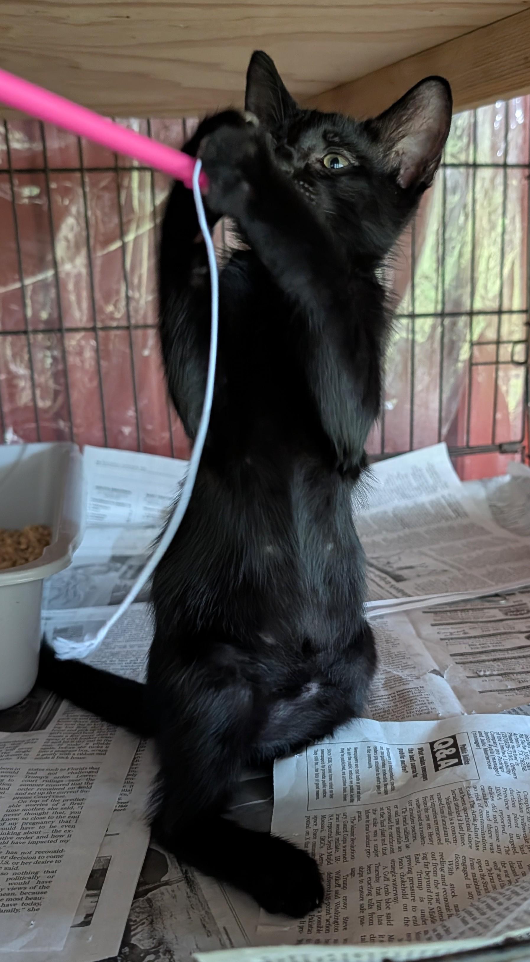 Enlarge Hypnos, a Adoptable Domestic Short Hair in Fischer, TX image 3/4