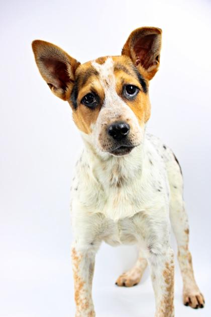 Clover, Adoptable, Puppy Male Australian Cattle Dog / Blue Heeler & Mixed Breed.