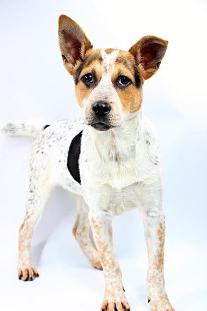 Enlarge Clover, a Adoptable mixed breed in Morton Grove, IL image 2/3