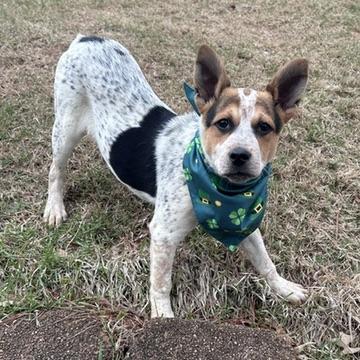 Enlarge Clover, a Adoptable mixed breed in Morton Grove, IL image 3/3